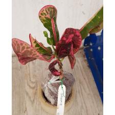 Codiaeum Khun Chang Kin Leang 43 по 1800р