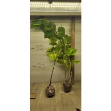 Ficus rumphii ‘Siam After Glow 104