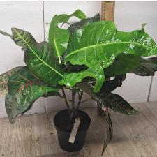 Кодиеум Три Нусара. / Codiaeum Tri Noosara 79 (M) уценка