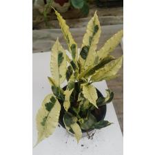 Codiaeum Tamara 2ствола 13 cm pot