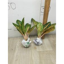 Aglaonema Indiana King A-30