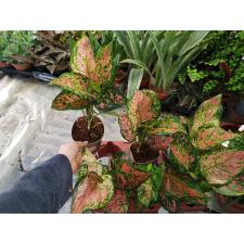 Aglaonema Spotted Star 12 cm pot