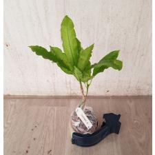 Codiaeum Ben Vergara 80