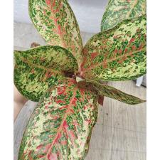 Аглаонема 20 Карат. / Aglaonema 20 Karat A-2