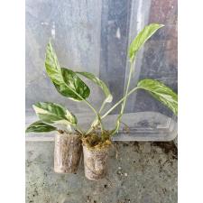 Epipremnum pinnatum (white variegated) ss 1.5" pot  350р