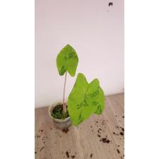 Colocasia Lemon Lime Gecko pot по 2500р