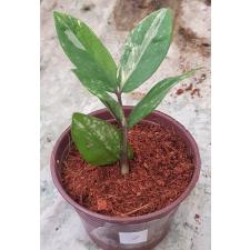 Zamioculcas zamifolia variegated short leaf 7pot