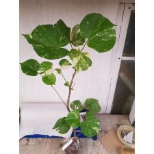 Hibiscus tiliaceus variegated Tricolor по 2200р