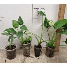 Алоказия кукулата варегатная / Alocasia cucullata variegated