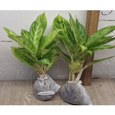 Аглаонема золотая ложка / Aglaonema Gold spoon A-105