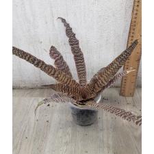 Cryptanthus Zonatus