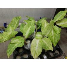 Aglaonema P-5 Silver Rose