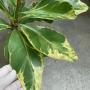 Barringtonia asiatica albomarginata (grafted).