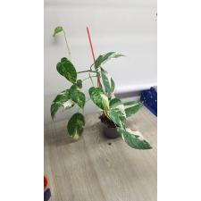 Epipremnum pinnatum variegated m pot 12cm 1200p
