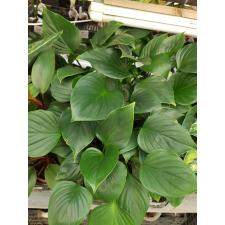 Homalomena Rubescens 'maggy' pot