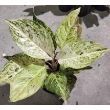 Aglaonema Pa Mok Gold. 77/1 dekabr