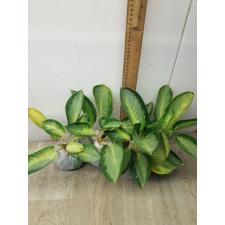 Aglaonema Banana wealthy round A-79