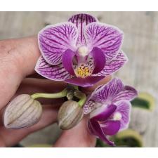 Phal. Sogo Vivien 'SOGO F858' (variegata)