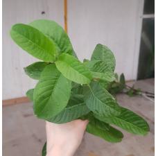 Psidium guajava (pink flesh) 270