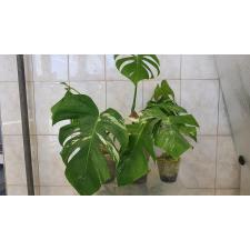 Monstera variegata  leaves pot 2600р голландия