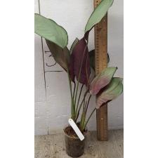 Калатея вагината / Calathea vaginata