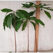 Pouteria campechiana (Mexico)(seedling). 232