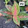 Aglaonema P-2 Maha Nakorn