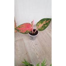 Aglaonema red стакан 450р