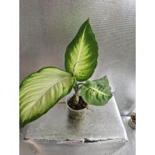 Dieffenbachia 'summer Style' 