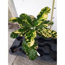 Codiaeum Aurora 88
