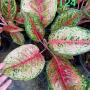 Aglaonema T24 (L) 10 Karat