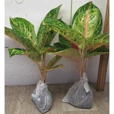 Аглаонема Боксинг / Aglaonema A-21 Boxing