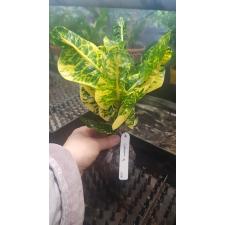 Codiaeum Paen Din Thong 294