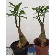 Adenium EK 8453