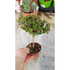 Myrsine Africana 8 cm pot