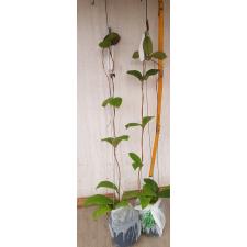 Hoya sp Mitrata