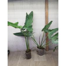 Philodendron sp.(T02) 