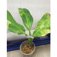 dieffenbachia sp Yellow variegated N1 по 2500p