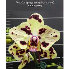 Phal. OX Sponge Bob (peloric - 2 eyes) 2.5" B24 June