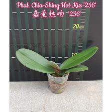 Phal. Chia-Shing Hot Kiss '256' 2.5" B7 June