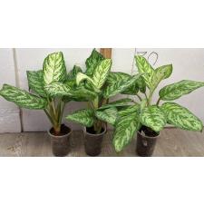 Аглаонема Платинум зеленая / Aglaonema Platinum green A-60