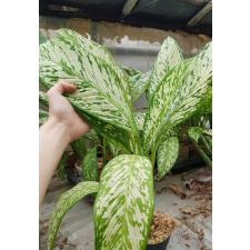 Dieffenbachia White Blizzard pot 2800p