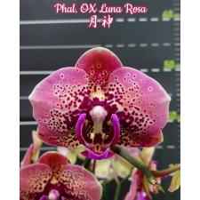 Phal. OX Luna Rosa 2.5“ B21 novem