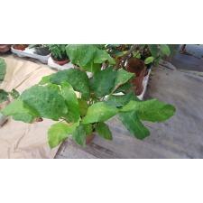 Calathea Network 14 cm pot