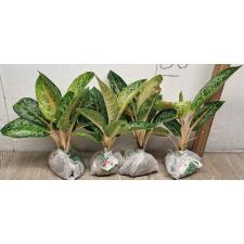 Аглаонема Индиана Кинг / Aglaonema Indiana King A-30