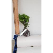 Иксора сп.(Т40) Карликовый (Кремовый цветок) / Ixora sp.(T40) Dwarf (cream flower)