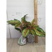 Aglaonema 10 Karat A-1
