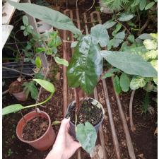 Alocasia Saraw. 'ucatan Princess