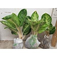 Аглаонема Сиам Компакт / Aglaonema A-106 Siam Compact