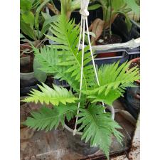 Blehnchnum sp 1500p